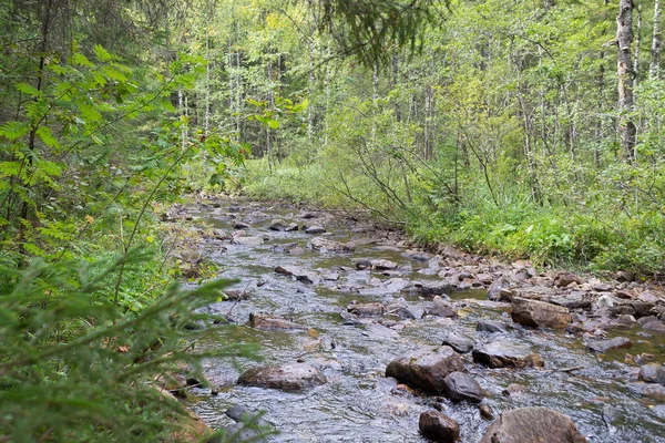 Річка Лісі Влітку Камені Річці River Big Коса Національний Парк — стокове фото