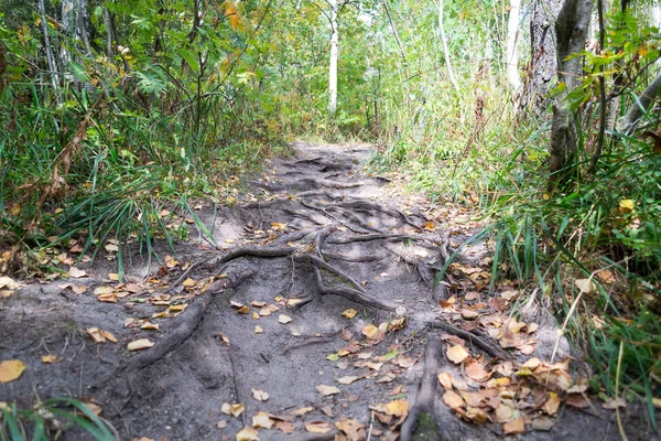 kökleri ve sarı yapraklar ile orman iz. Dar yolu ile sonbahar woods, dikey kompozisyon, düşük açılı görünüş.