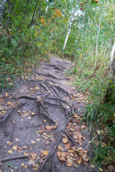 kökleri ve sarı yapraklar ile orman iz. Dar yolu ile sonbahar woods, dikey kompozisyon, düşük açılı görünüş.