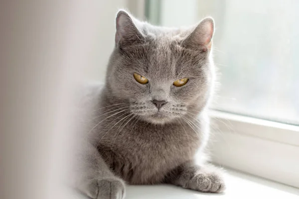 Pencere kenarında, İngiliz kedi yalan mavi İngiliz kedi kameraya seyir