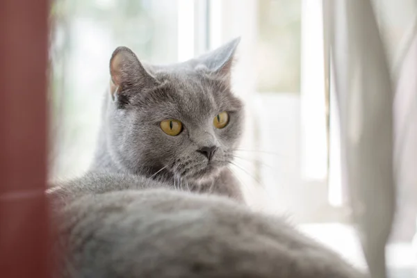 Britische Katze Auf Der Fensterbank Liegend Blaue Britische Katze Zur — Stockfoto