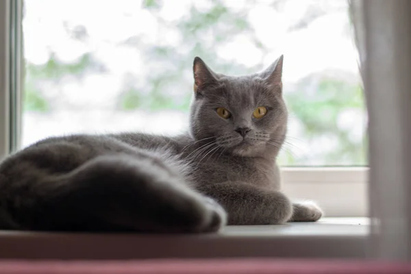 Pencere Kenarında Ngiliz Kedi Yalan Mavi Ngiliz Kedi Kameraya Seyir — Stok fotoğraf