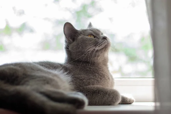 イギリスの猫は 窓辺に 横になっている青いイギリスの猫見る — ストック写真