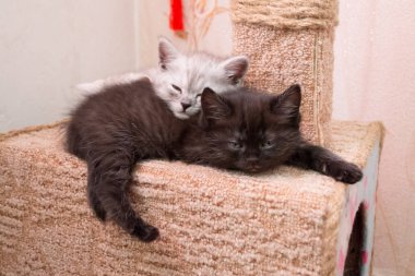 belgili tanımlık yavru kedi kedi evi birbirimize uyku. iki yavru kedi kedi evi üzerinde uyuyor