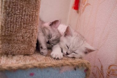 iki beyaz gri kedi kedi evi üzerinde uyuyor