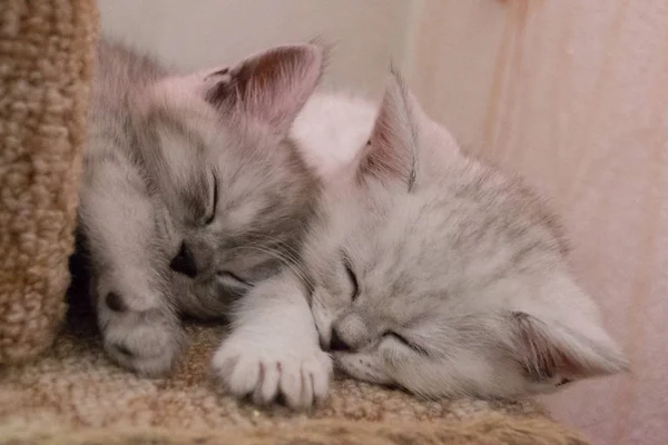 Two White Gray Kittens Sleeping Cat House — Stock Photo, Image