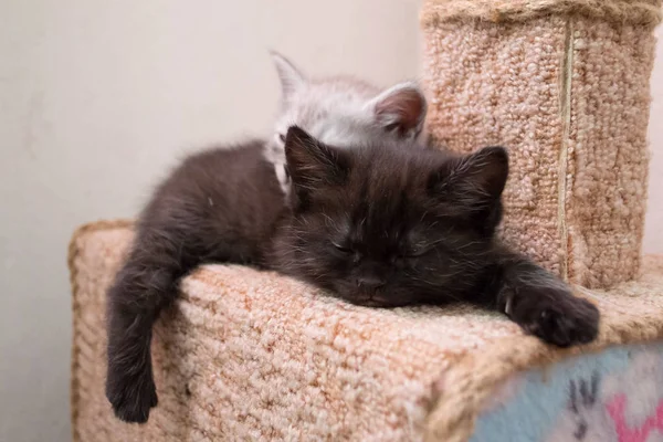 Ungarna Sov Katt Huset Varandra Två Kattungar Sover Katt Huset — Stockfoto