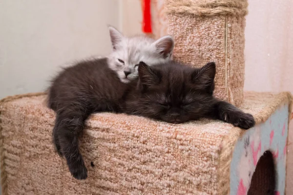 小猫在猫屋里睡觉 两只小猫睡在猫屋上 — 图库照片