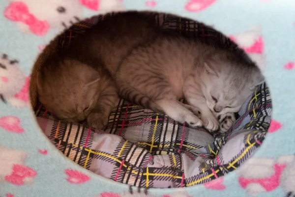 Deux Chatons Noirs Blancs Couchant Ensemble Dans Maison Chat Deux — Photo