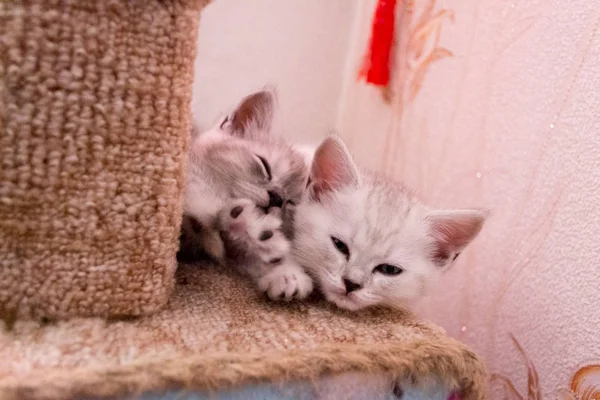 Två Vita Grå Kattungar Sover Katt Huset — Stockfoto