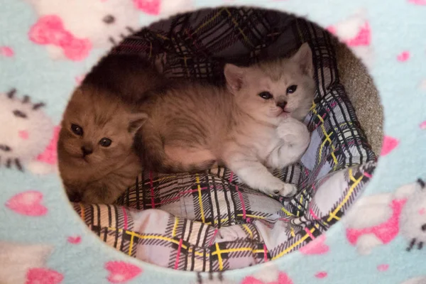 two black and white  kitten laying together in the cat house. two cute british kittens laying in the cat house and looking to the camera