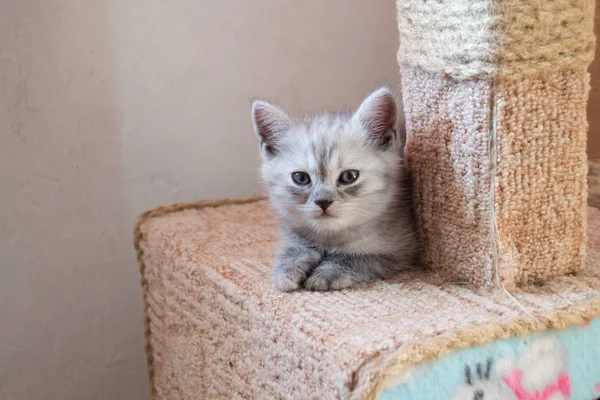 Χαριτωμένο Ριγέ Βρετανική Γατάκι Ψευδής Στο Σπίτι Γάτα Γειά Σου — Φωτογραφία Αρχείου