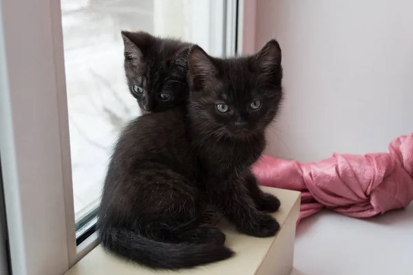 Kittens Sitting Window Kitten Looking Camera — Stock Photo, Image