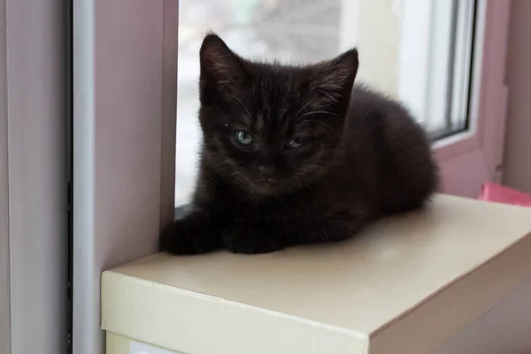 Black Kitten Sitting Window Kitten Looking Camera — Stock Photo, Image