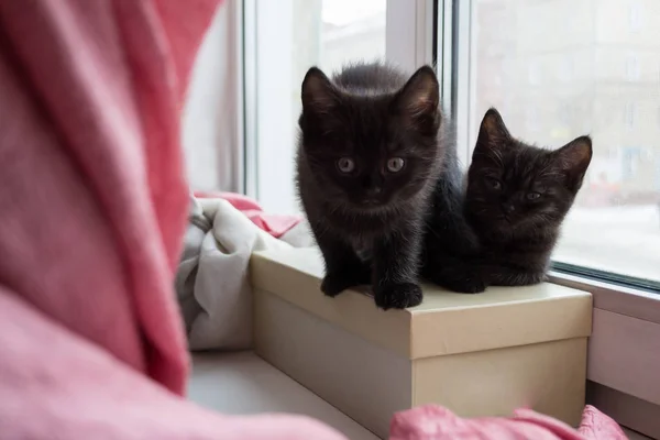 Two Black Kitten Window Sill Sitting Beige Box Kitty Stands — Stock Photo, Image