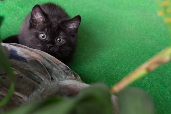 Brittiska Svart Kattunge Hopkrupen Redo För Att Hoppa Målet — Stockfoto