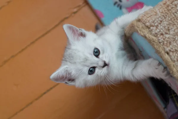 Süßes Schwarzes Britisches Kätzchen Hängt Katzenhaus Und Schaut Auf — Stockfoto