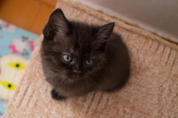 Carino Nero Gattino Britannico Seduto Sulla Casa Del Gatto Guardando — Foto Stock