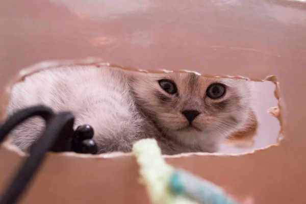 Schönes Britisch Grauweißes Kätzchen Mit Blauen Augen Liegt Einem Karton — Stockfoto