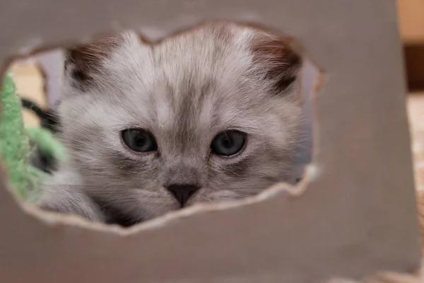 Vackra Brittiska Grå Vit Kattunge Med Blå Ögon Liggande Kartong — Stockfoto