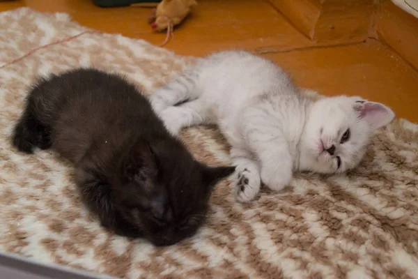 Niedliche Putzige Kätzchen Liegen Müde Auf Dem Boden — Stockfoto