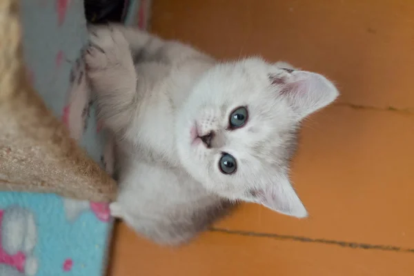 かわいい黒ブリティッシュ子猫猫の家に掛かっていると見上げると — ストック写真