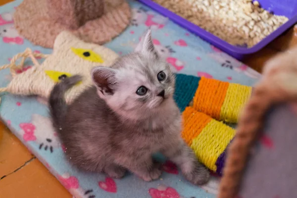 kedi evi üzerinde oturan ve ararken sevimli beyaz gri İngiliz yavru kedi atlamaya hazırlar