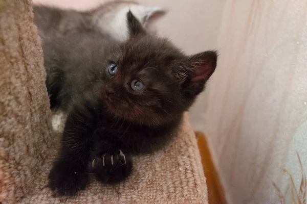 Carino Nero Gattino Britannico Sdraiato Sulla Casa Del Gatto Guardando — Foto Stock