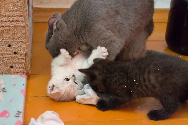 Brittiska Mama Katt Leker Med Sina Ungar Flor — Stockfoto