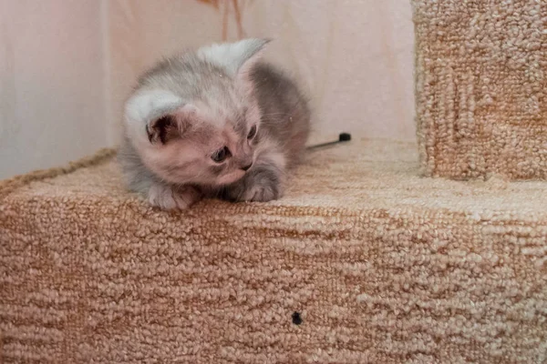Söt Randig Brittiska Kattunge Med Blå Ögon Liggande Katt Huset — Stockfoto