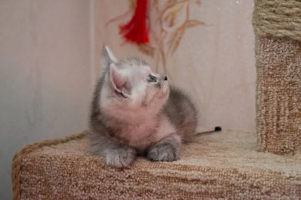 Cute Striped British Kitten Blue Eyes Lying Cat House Looking — Stock Photo, Image