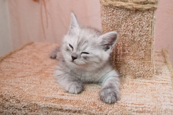 Pruhované Britské Kotě Ležící Kočičího Domu — Stock fotografie