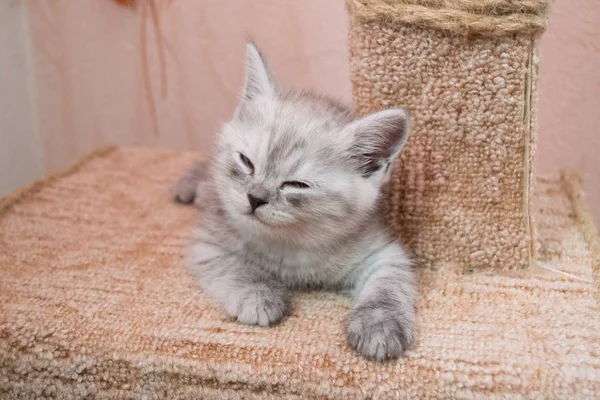 tatlı çizgili İngiliz yavru kedi evi üzerinde yalan 