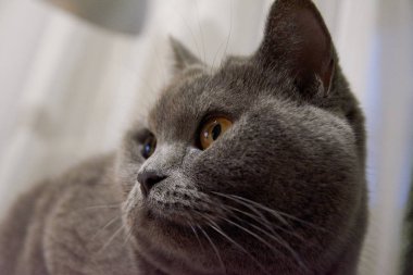 kedi şaşırmış bir görünüm yönünde bakıyor