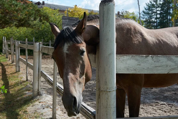 the horse tilted its head over the fence