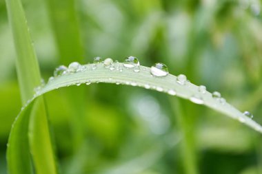Yeşil çimenlere yakın çekim