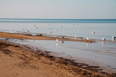 Riga sahil. Martılar sahil üzerinde. Baltık, Letonya. Jurmala.