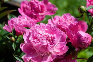 Bir yemyeşil ve sevimli pembe fındık çiçeği.. 