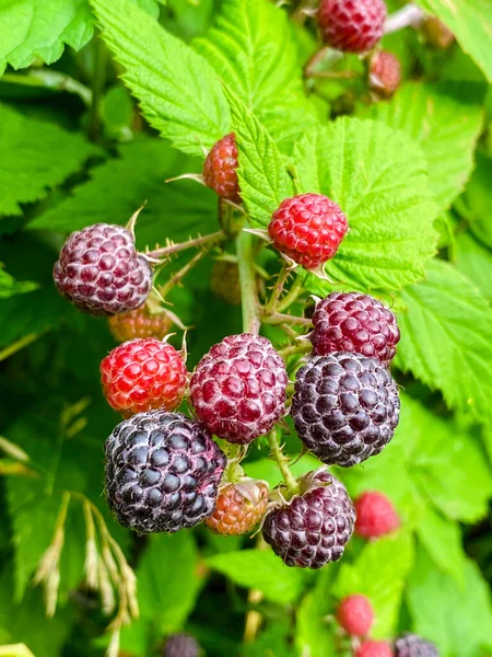 Juicy Ripening Berries Loganberry Ripe Ripening Berries Blackberry Raspberry Hybrid — Stock Photo, Image