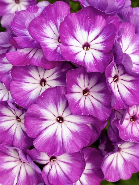 Fleurs Phlox Aux Pétales Bigarrés Aux Tons Blanc Violet Gros — Photo