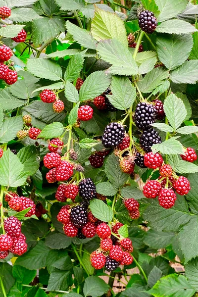 Blackberry Bush Ripening Berries Large Berries Ripe Blackberries Bunches Berries — Stock Photo, Image