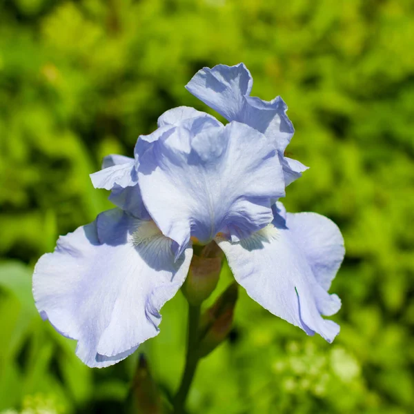 Yeşilliğin arka planında gökyüzü mavisi. Kraliyet uzun boylu Terry Iris. Narin mavi sakallı zambak.