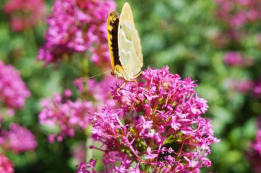 Yaz bahçesinde Mor çiçek beslenirler kelebek, yakın çekim
