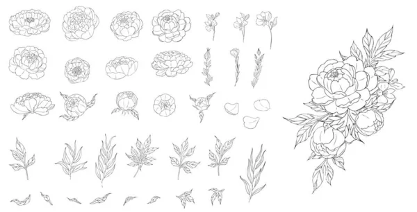 Duży zestaw piwońskich kwiatów i liści do wykonywania kompozycji tatuażowych. Czarna ilustracja liniowa odizolowana na białym tle. — Wektor stockowy