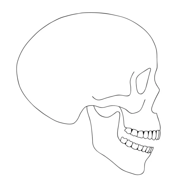 白地に一本の線で人間の頭蓋骨. — ストックベクタ