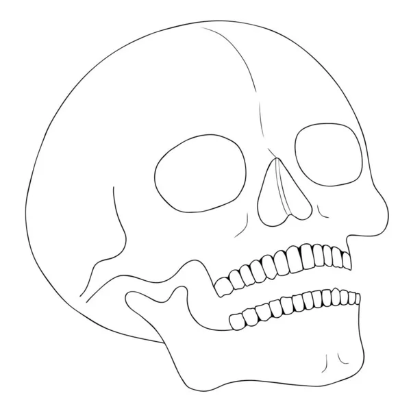 A human skull on a white background with a single line. — Stock Vector