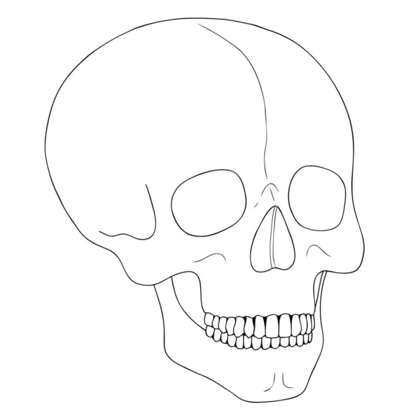 白地に一本の線で人間の頭蓋骨. — ストックベクタ