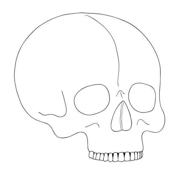 Um crânio humano sobre um fundo branco com uma única linha . — Vetor de Stock