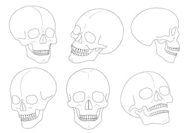 Beyaz arka planda tek bir çizgili bir insan kafatası..