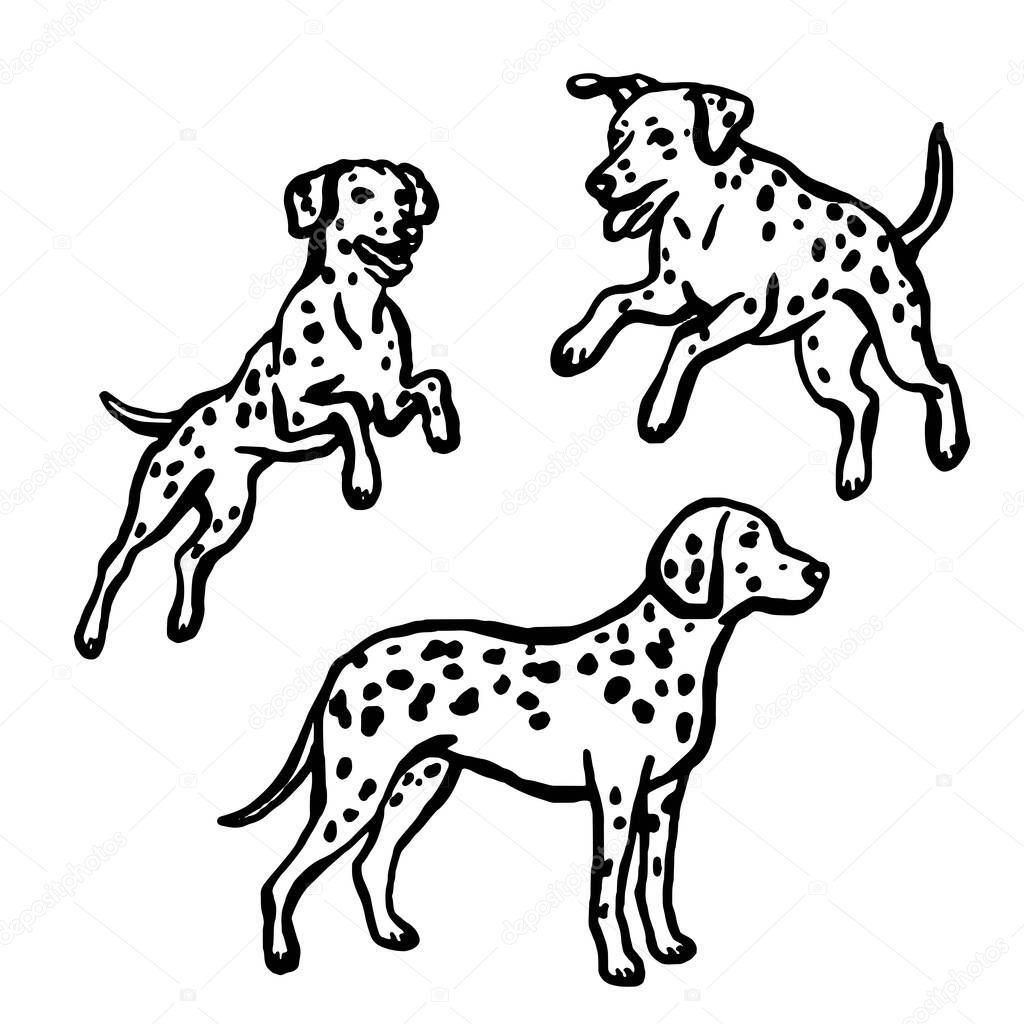 Hand-drawn whimsical Dolmatian dogs in different poses. Vector illustration.